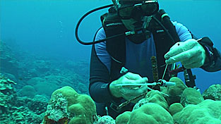 Installing a pendant logger on the reef