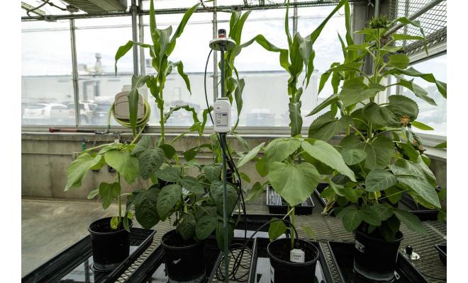 MX2311-application-greenhouse-11_CeONRU