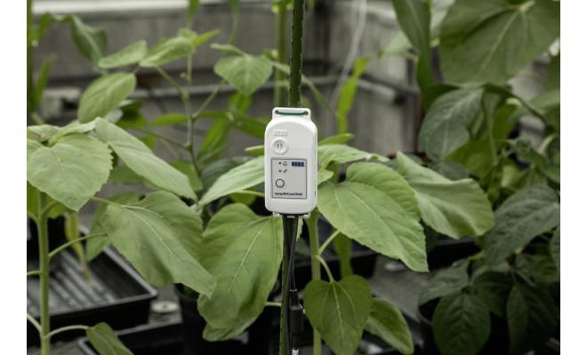 An MX2310 data logger in a greenhouse setting, mounted to a stake.