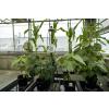 MX2311-application-greenhouse-11_CeONRU