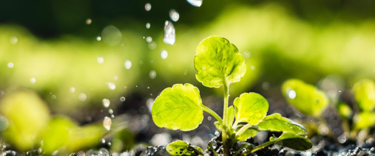 Plant being watered on a farm