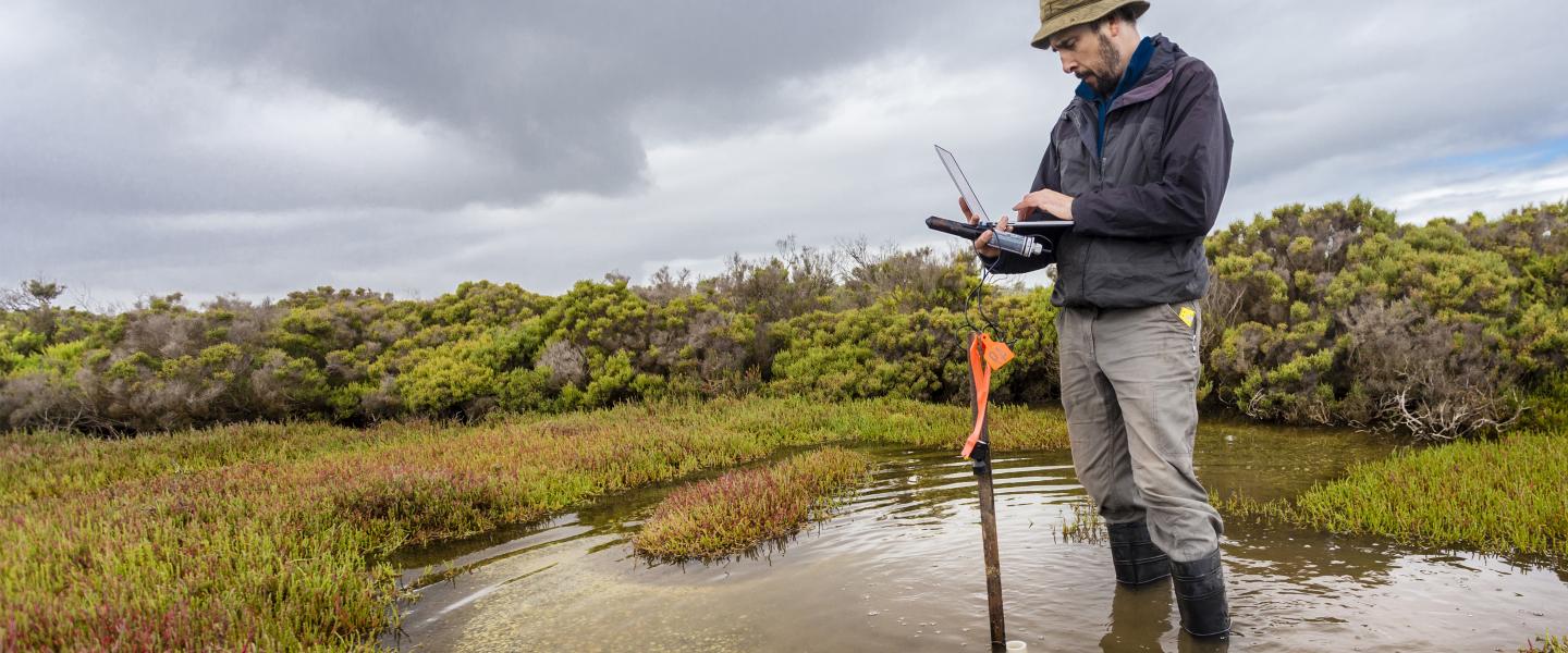 Researcher standing in a marsh on a cloudy day downloading data from a water data logger