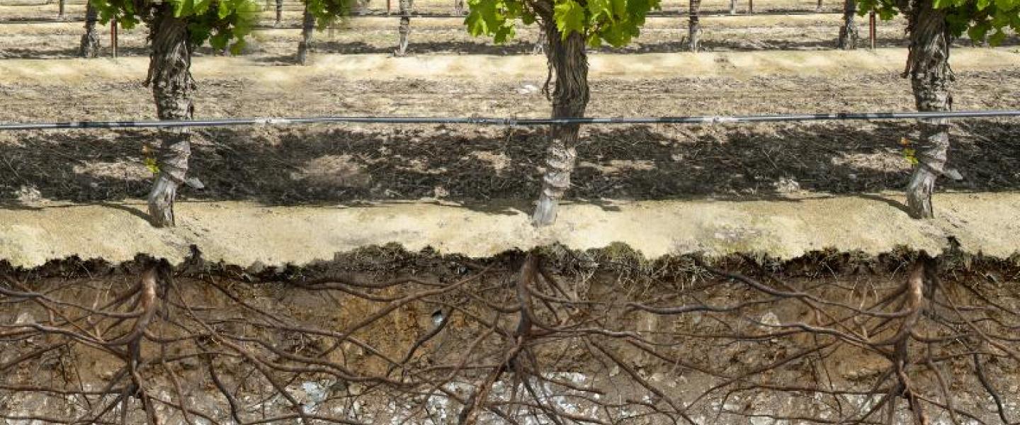 cross section view of fruit tree root system to demonstrate soil monitoring