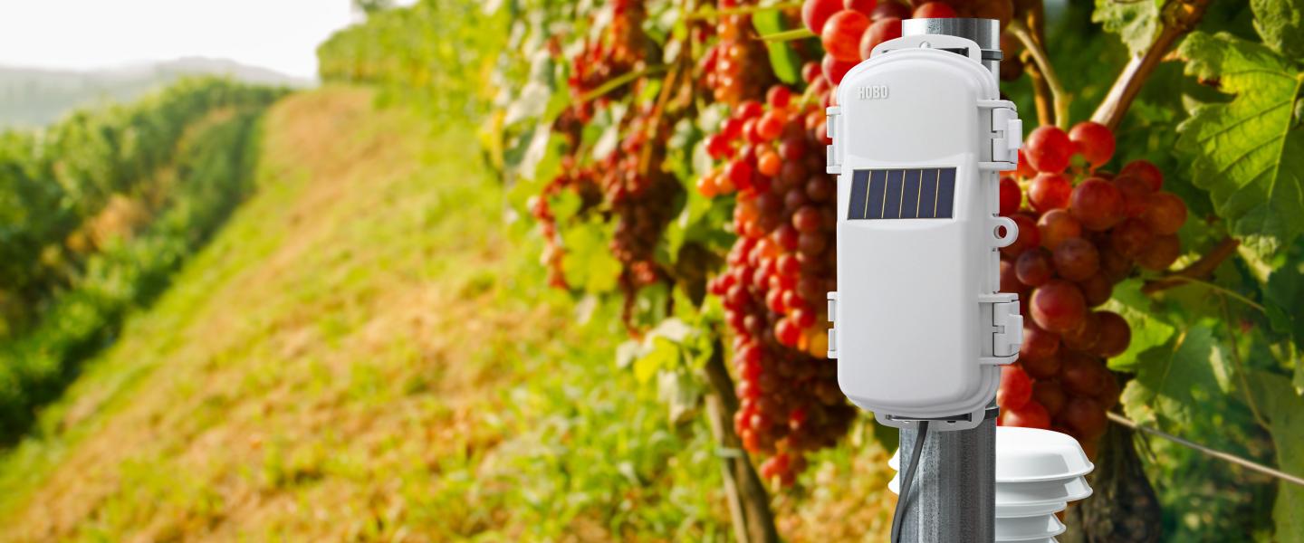HOBOnet wireless sensor capturing data in a vineyard