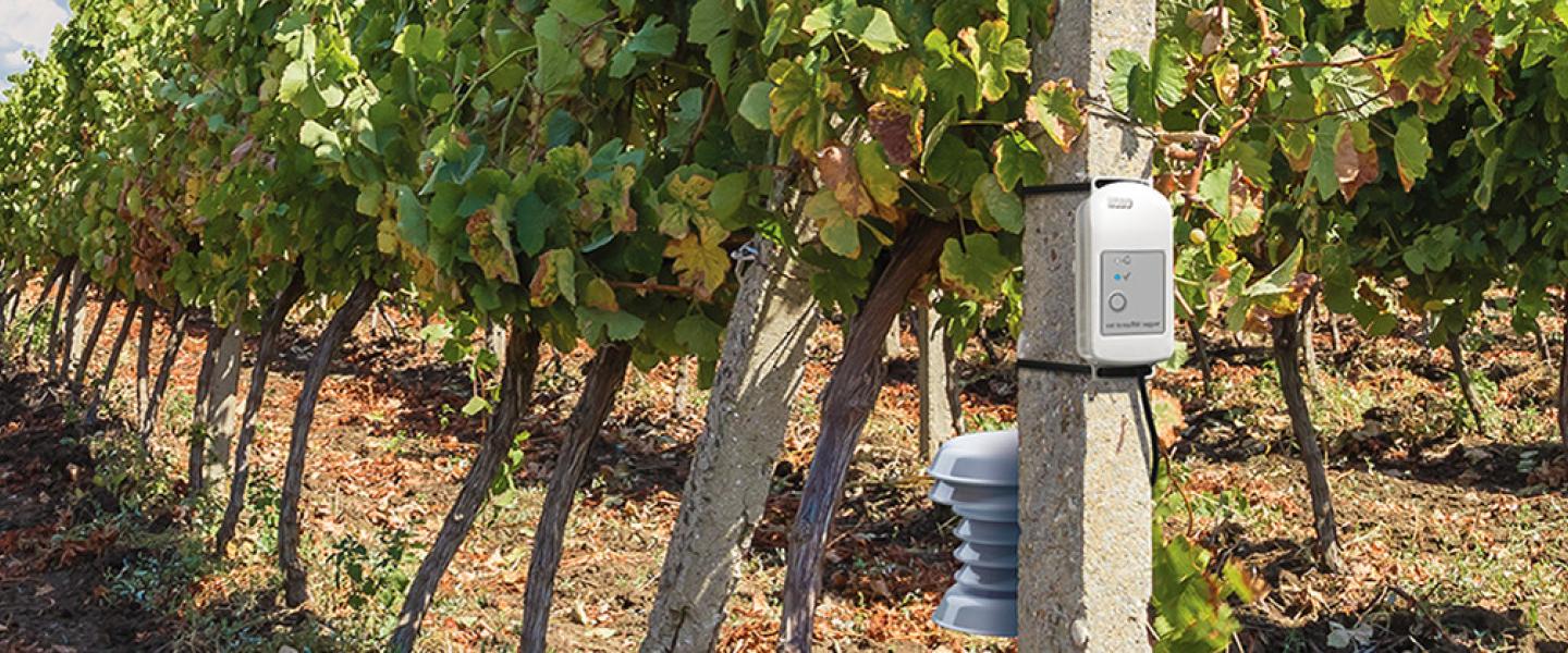 Vineyard with HOBO MX2300 in foreground