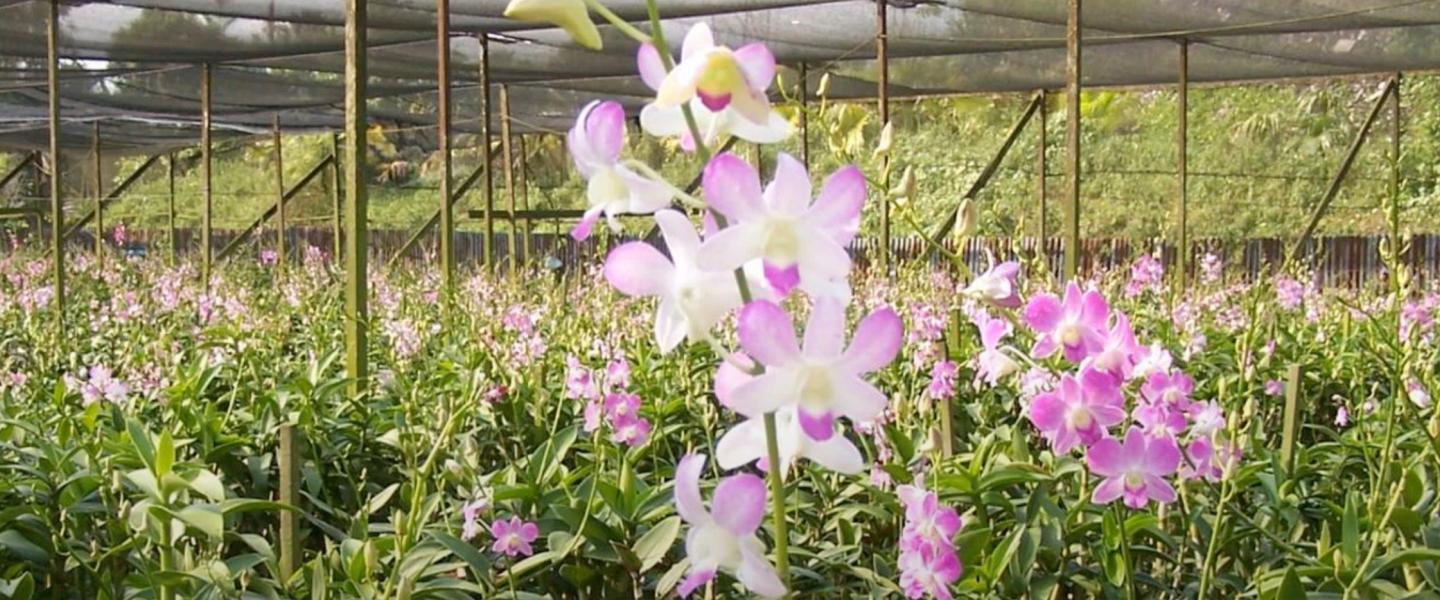 HOBOnet and Agricultural Solutions