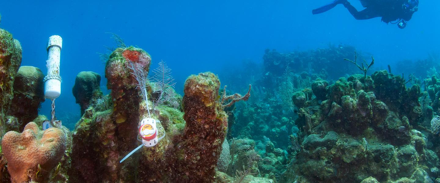 CORAL study underwater monitoring