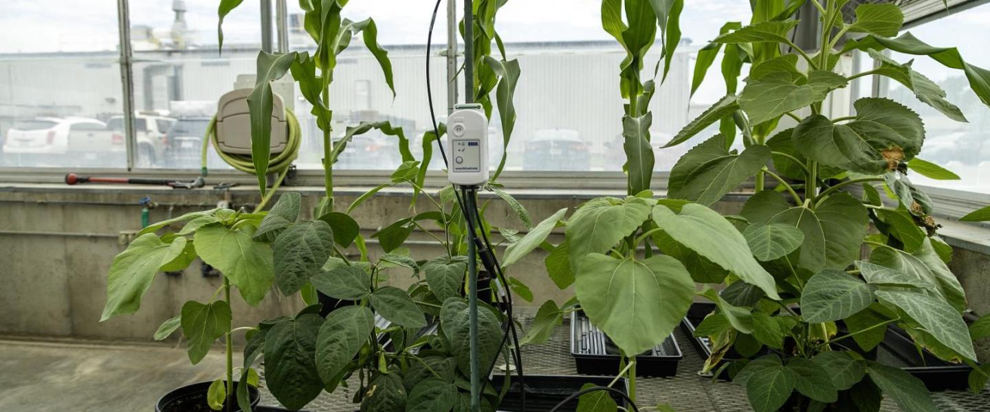 MX2311-application-greenhouse-11_CeONRU