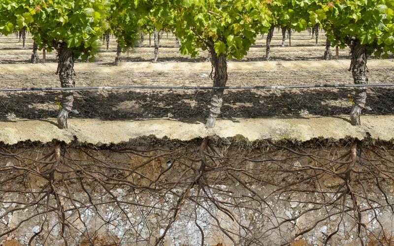 View of soil and root structure of grapevines beneath the surface