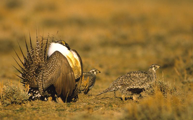 HOBO® weather station is helping studies on the endangered Gunnison Sage Grouse in Colorado 