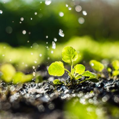 A close-up view of soil with small plants growing out of it and rain drops falling.