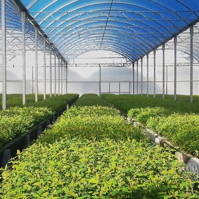 View from inside a large indoor growing area with plants growing and a curved glass roof above.