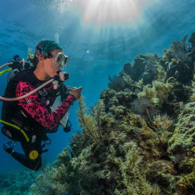 Sosa at work studying the coral reef