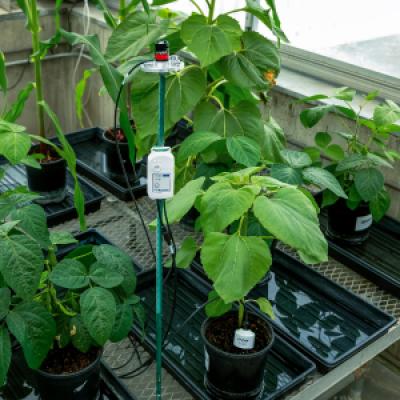 MX2307A in greenhouse monitoring soil moisture in container