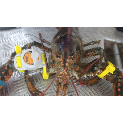 Lobster tagging
