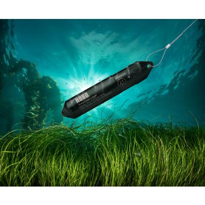 HOBO MX20L eel grass