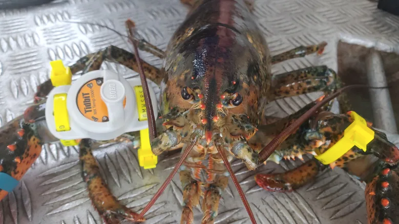 Lobster tagging