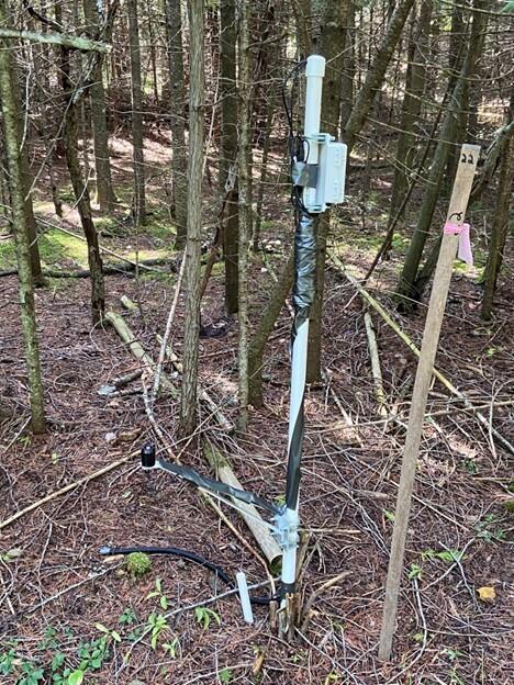 HOBO loggers in woods monitor soil and light conditions for ecological restoration project