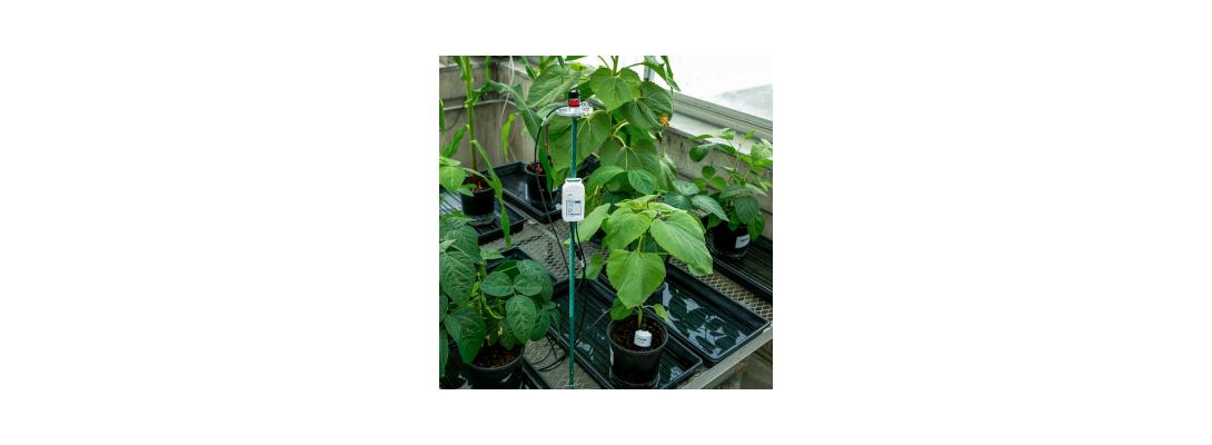 MX2307A in greenhouse monitoring soil moisture in container